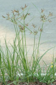 Thin leaves and brown flowers of the Nutgrass - Cyperus rotundus