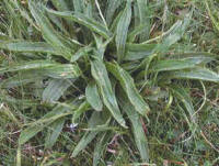 Ribwort weed or narrow plantain