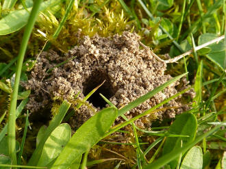 Tawny Mining Bee Nest