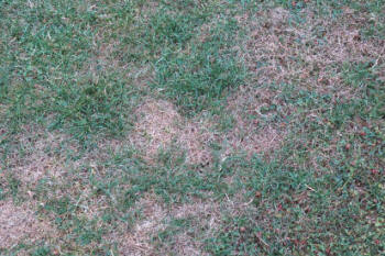 Evidence by way of brown spots of the lawn where leatherjacket grubs have been feeding.