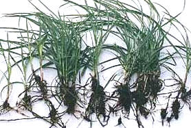 Underground stems, rhizomes and tubers that create many problems associated with control of Nutgrass 