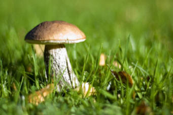Toadstools in your Lawn
