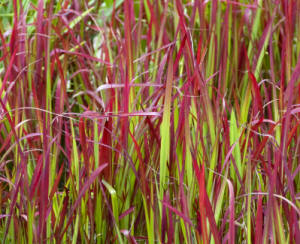 Imperata cylindrica Red Baron - A brightly coloured grass for the garden.