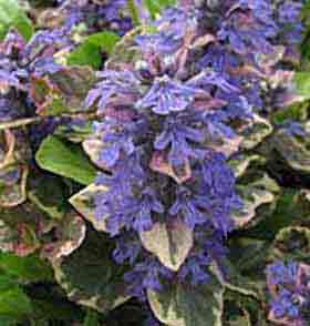 Ajuga Burgundy Glow. Variegated Bugle.