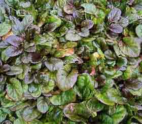 Ajuga reptans Atropurpurea - Carpet of leaves