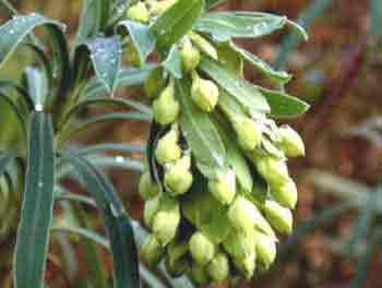 The winter flowering Spurge Euphorbia characias Wulfenii flowers in the hardest of winter. The foliage on this Euphorbia give all year round interest.