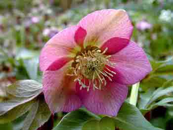 Closeup image of helleboarus orientalis - cerise red