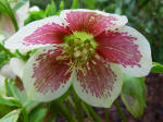 Red freckles on white hellebore flowers
