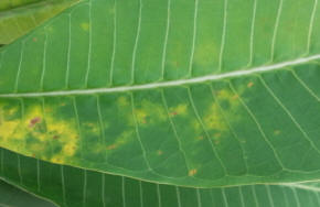 Upper surface of leaf affected with Leaf Rust Disease