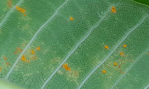 Underside of leaf affected with Rust disease - showing the fungal pustules
