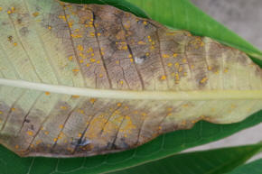 Badly Affected leaf with Leaf spot rust