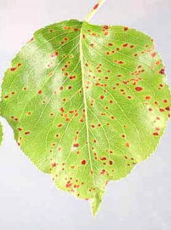 Pear Rust Infection