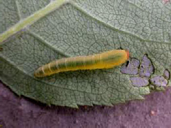 Leaf damage to roses by the Rose Slugworm. Slug Worm.