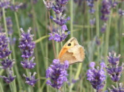 Butterfly on Lavendar