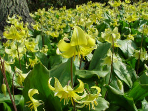 Erythronium the Dogs Tooth Violet - Golden form