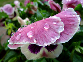 Drooping Pansy Flower because of rain