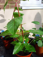 Young Fuchsia plant bought from the garden centre. It has a long main shoot, that is suitable for taking a cutting