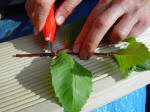 make the cut directly below a leaf joint - leaving 3-4in (7 - 10cm) of shoot with 2 or 3 pairs of leaves