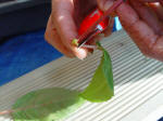 Trim off the bottom pair of leaves. Don't just rip them off!