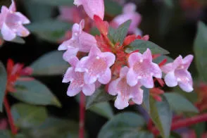 Flowering Evergreen shrubs