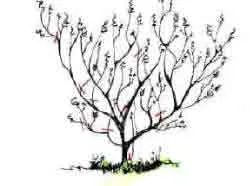 basic Acer showing where pruning should take place