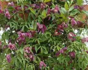 Clematis
