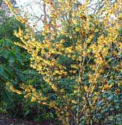 Hamamelis Mollis