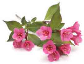 A flowering branch of a deep pink Weigela