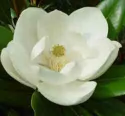 Magnolia grandiflora