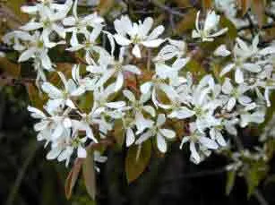 Abelia