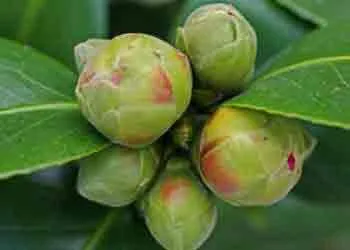 Camellia Shrubs