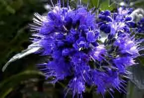 Caryopteris