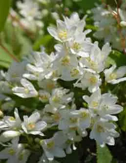 Deutzia