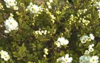 Exochorda x Macrantha