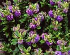 Hebe shrubs