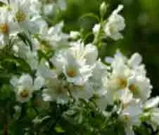 Philadelphus Belle Etoile