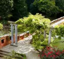 How to Prune Wisteria Sinensis