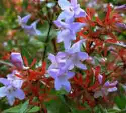Abelia