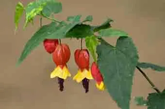 Abutilons