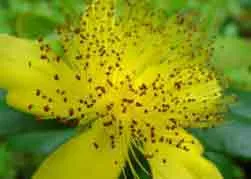 Hypericum Calycinum