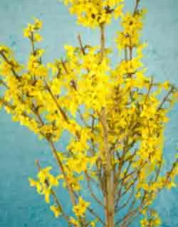 Forsythia