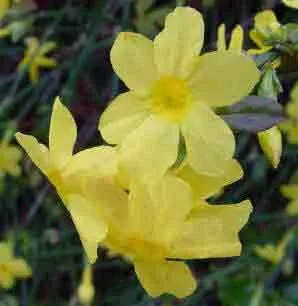 Winter Jasmine