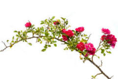 climbing branch of a rose bush