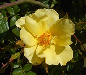 Allgold Rosa Rose Flower