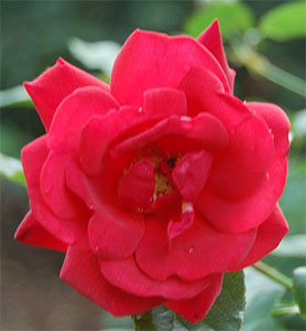 Danse Du Feu Rose Flower
