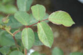 3 leaf foliage of a rose bush