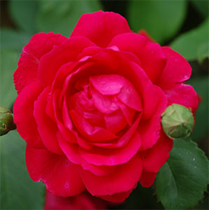 Paul's Scarlet Rose Flower