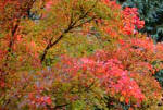 Cotinus americanus - autumn colour