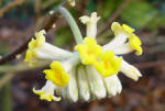 Edgeworthia flower