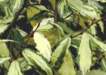 Elaeagnus Frederikii